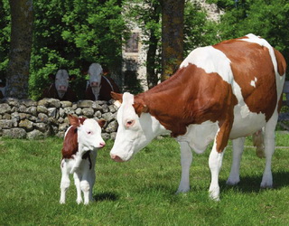 «Форсаж» планує оновити стадо ВРХ за рахунок іноземних корів